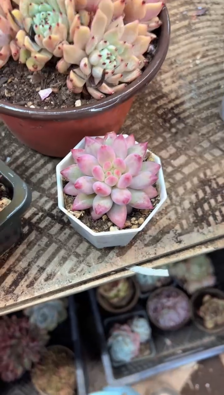 富*伶多肉植物一物一拍13387