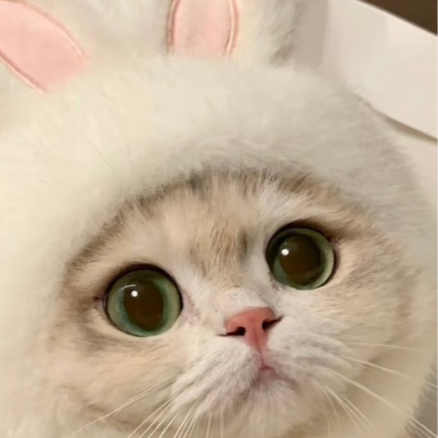 岚家（小猫咪活体）