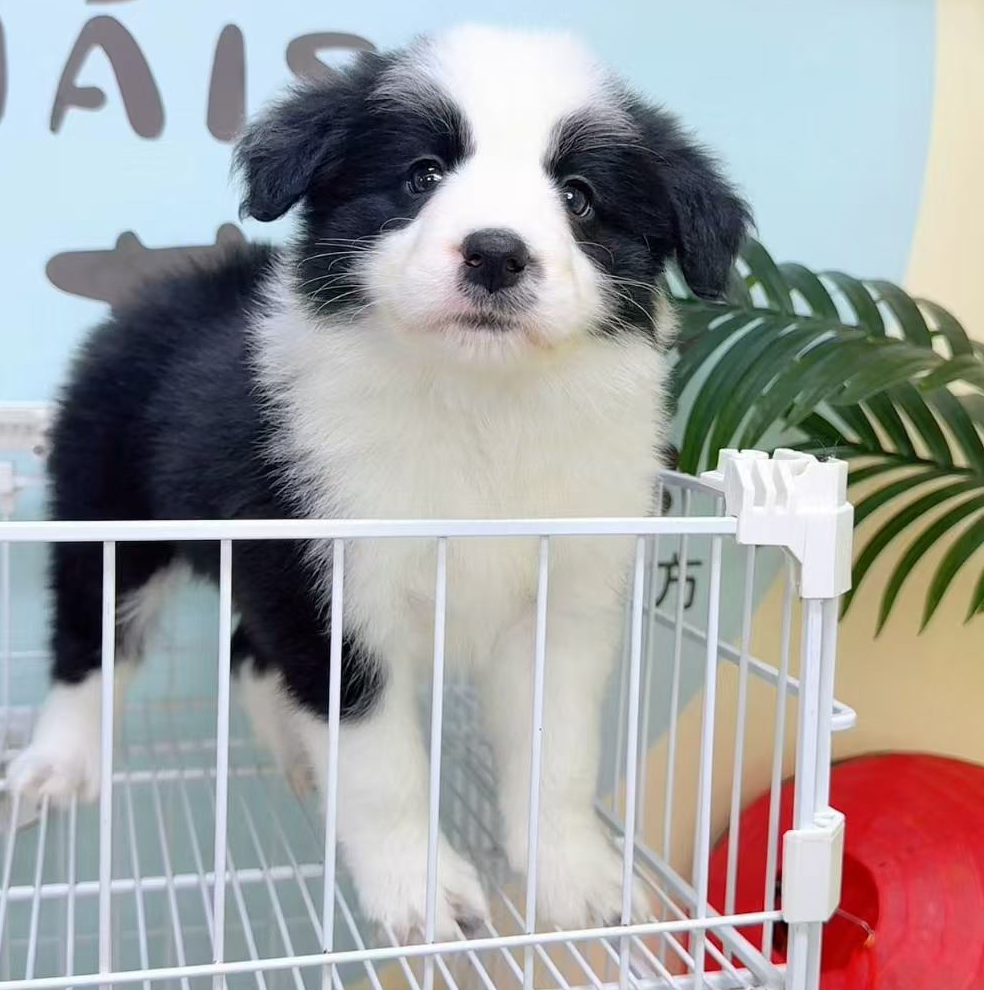 奶思家-黑白边牧母可爱妹妹01183050边境牧羊犬