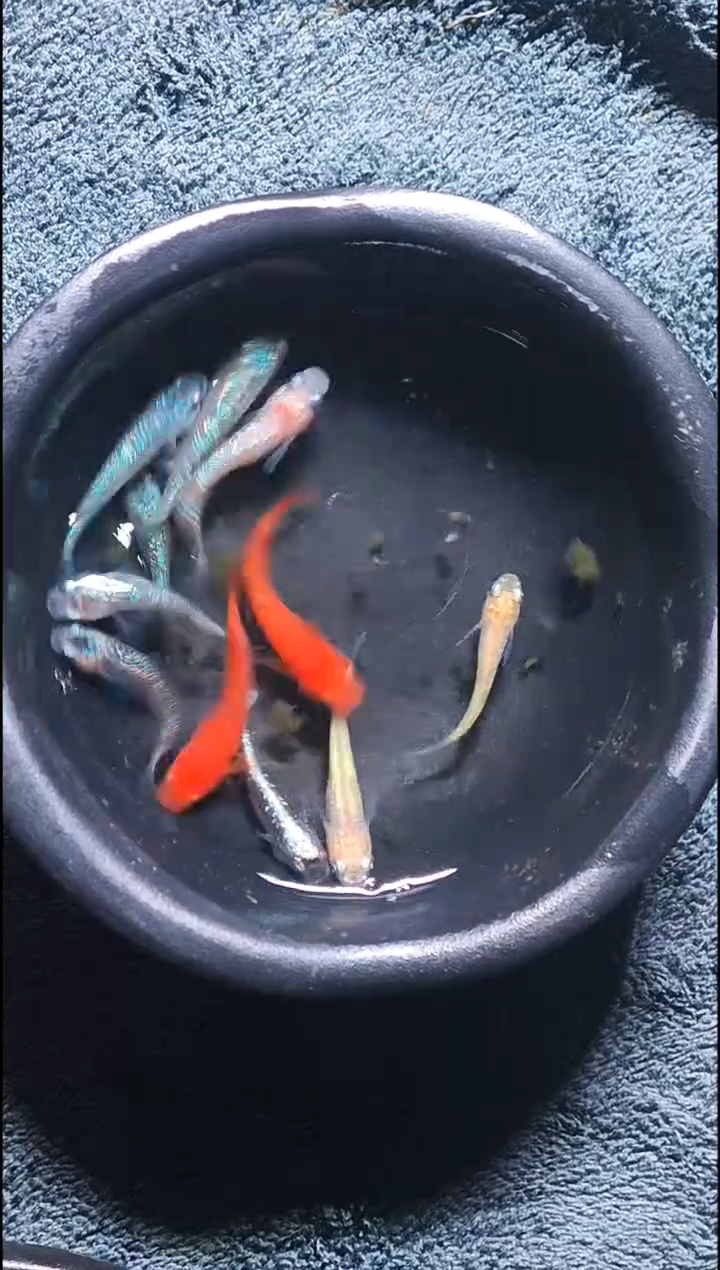 青鳉鱼观背青鳉24