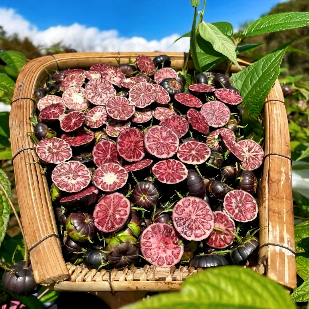 【红果参】云南正宗高山红果参稀有浆果蜘蛛果新鲜采摘清甜多汁