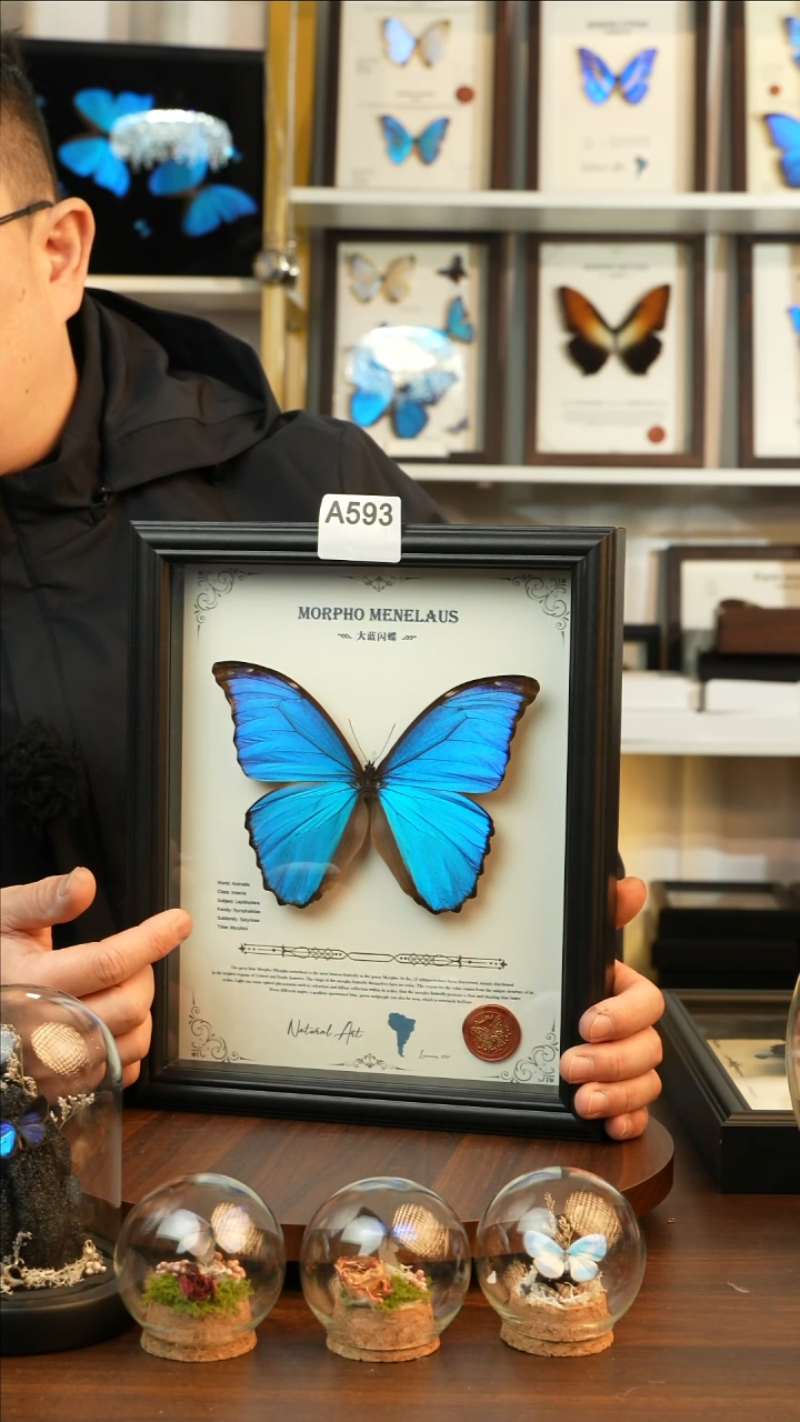 大蓝闪蝶-英文（10寸欧式黑框）A593