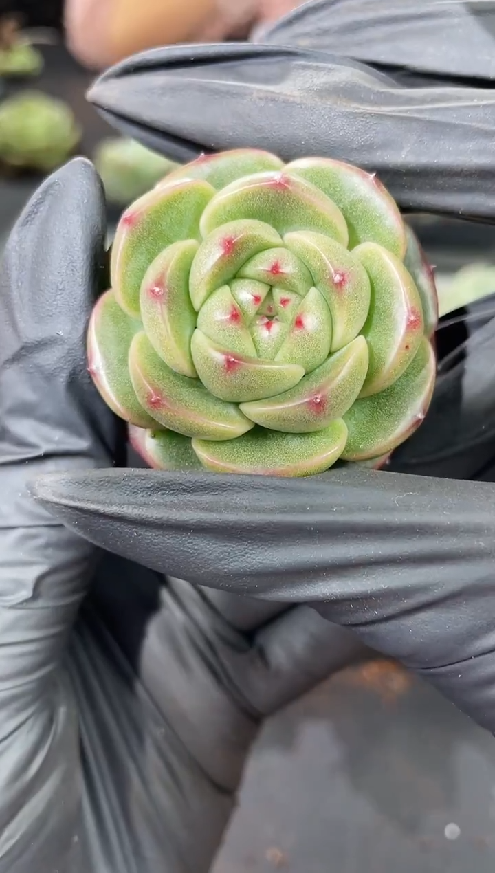 闪购902  墨绿翡多肉一颗   