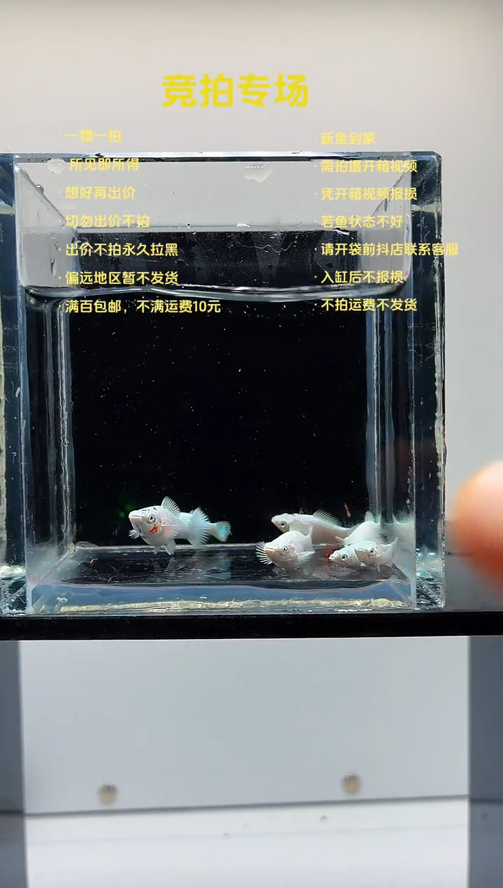 孔雀鱼玛丽苗子7条-14