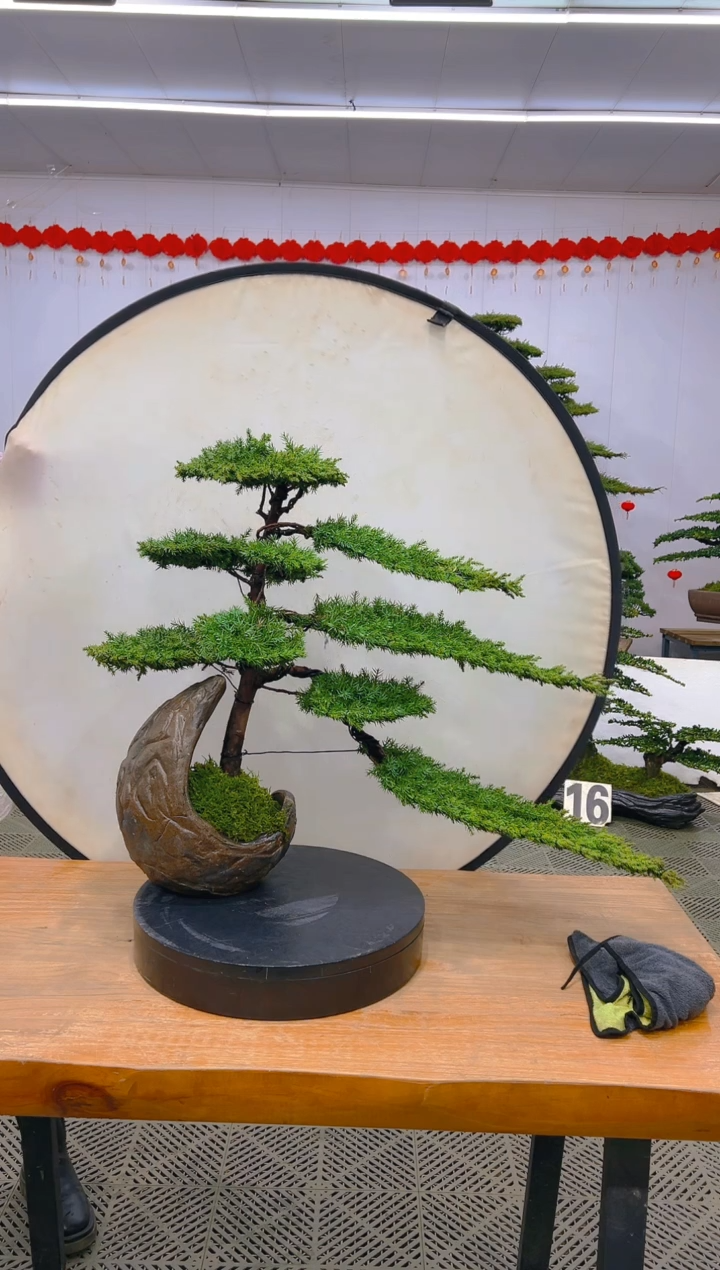 【闪购商品】盆景1