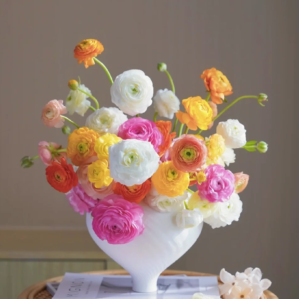 洋牡丹  收到花需要醒花 0°以下要拍保温棉 云南直发