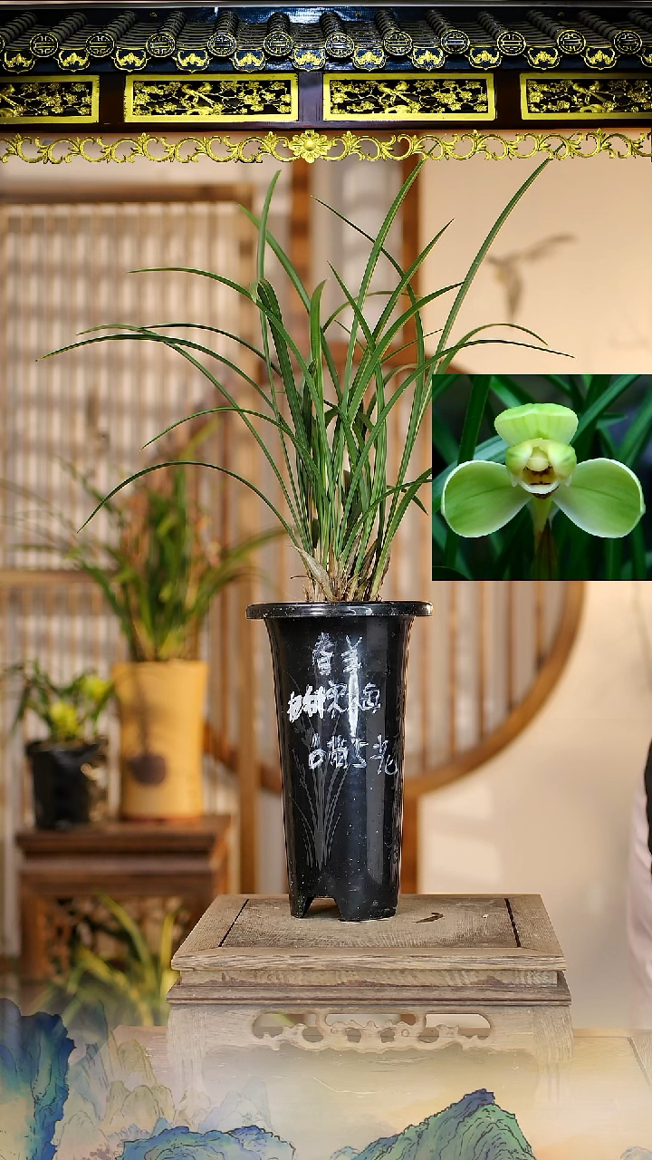 全部花苞宋梅6苗5花