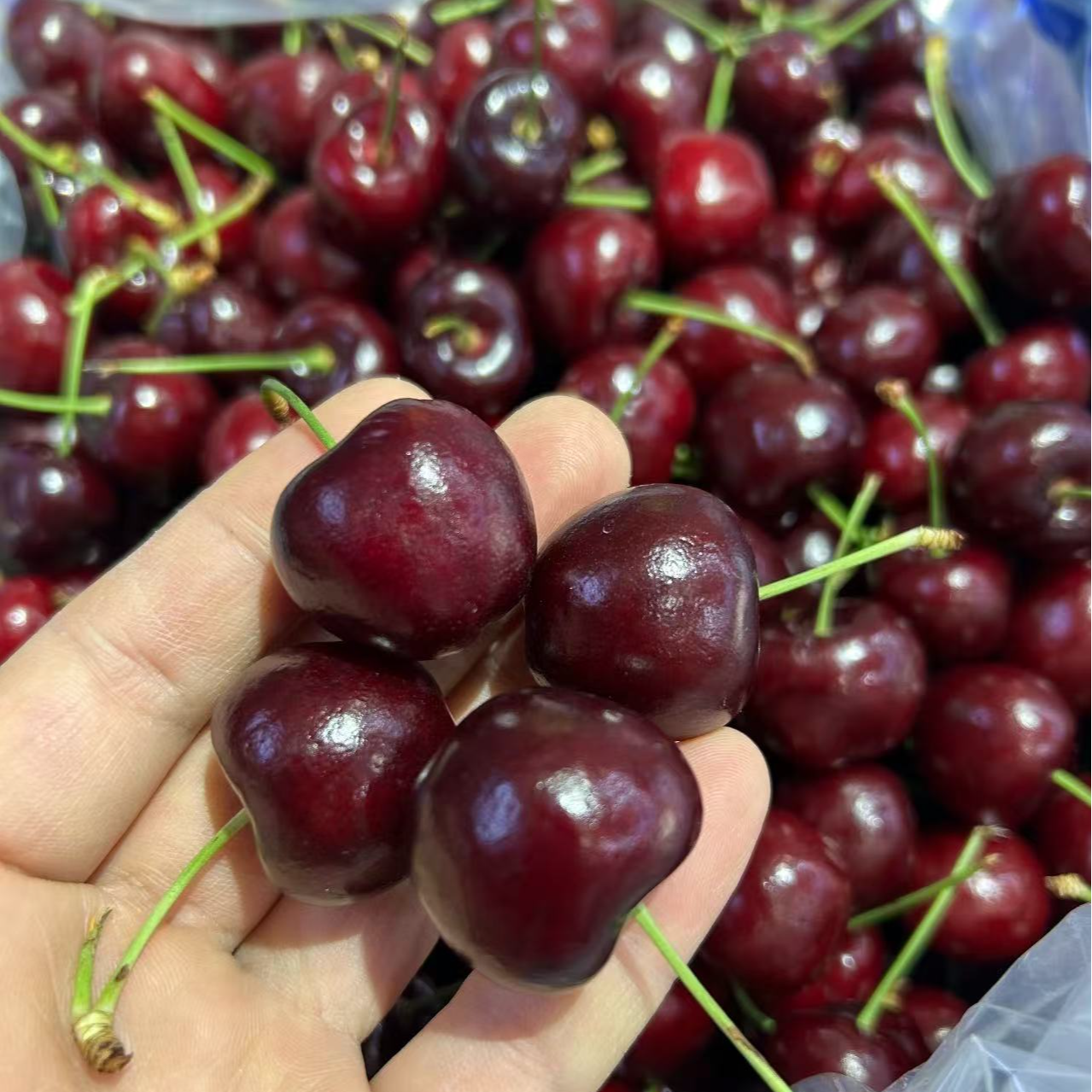 桑提娜车厘子3J级 2.5斤智利海运桑提娜智利