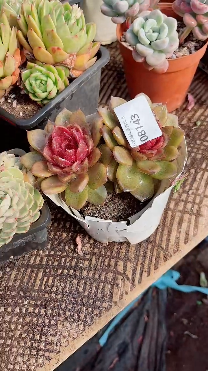 花***宿跃跃精品多肉08143