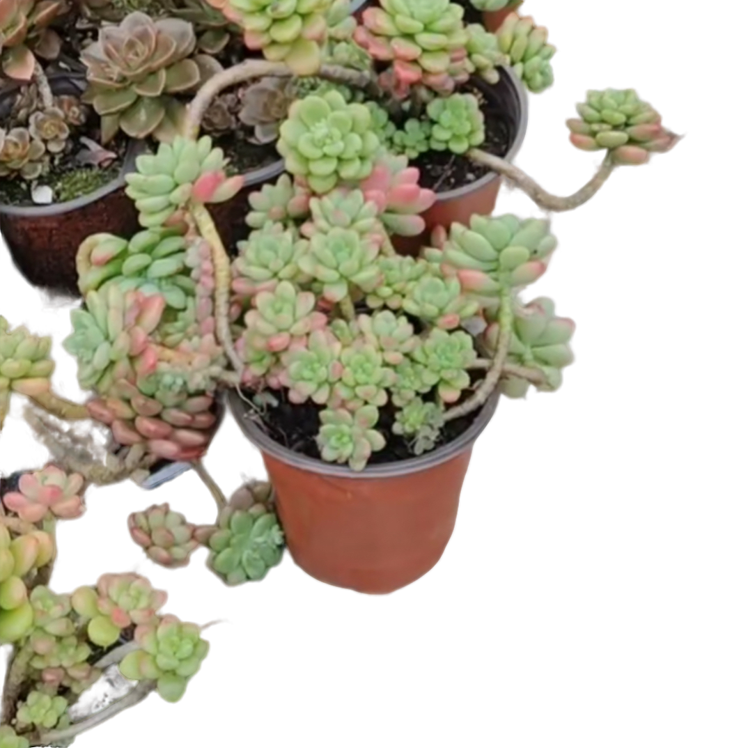 香格里拉  多肉植物 （ 满18包邮）