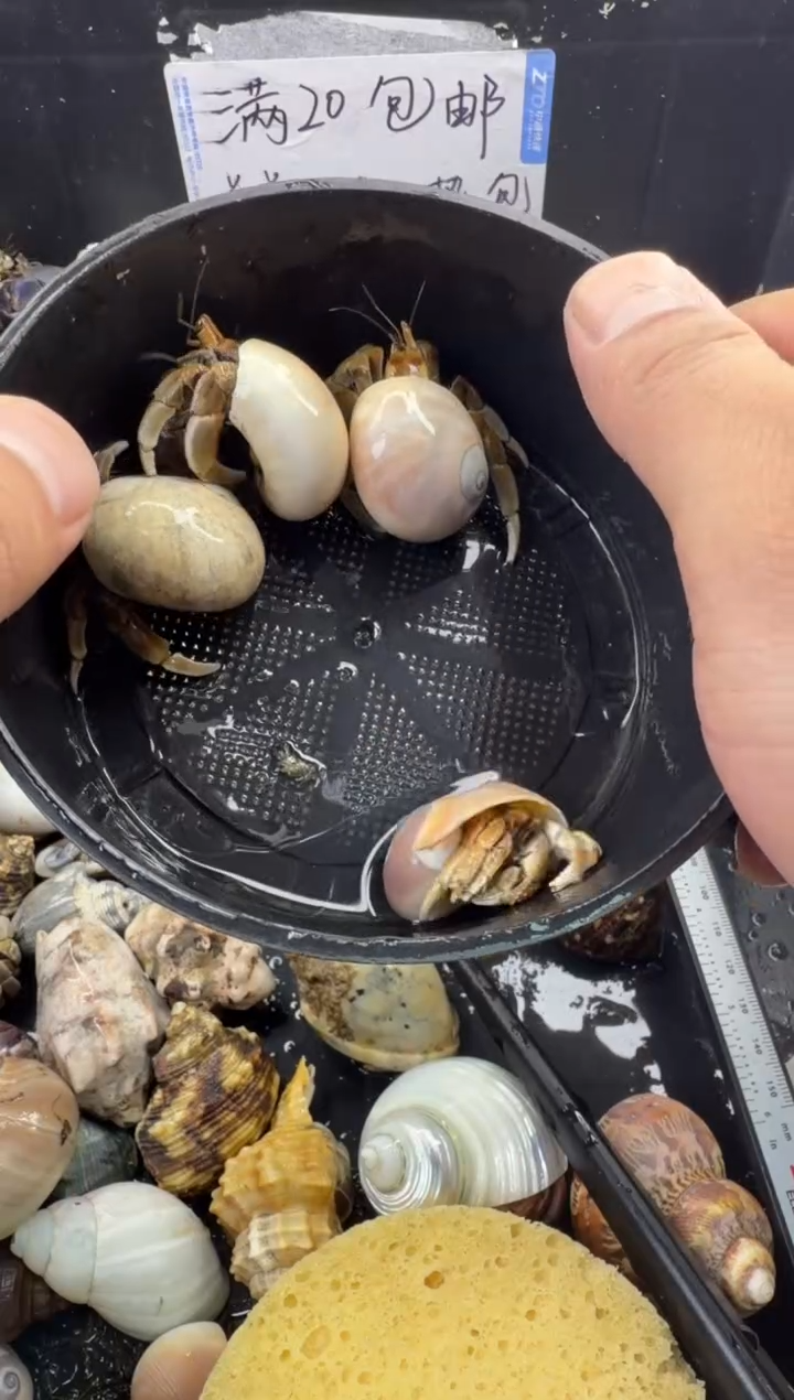 奥瓜四只包活到手两只，不包全品