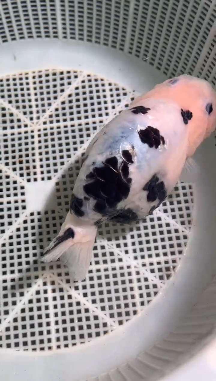 狮头鱼少*黑白兰寿一只