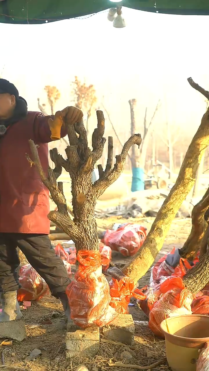 完全开放沐*沐枣树1083