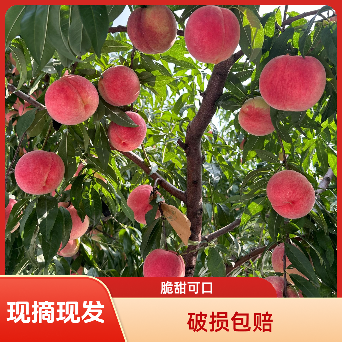西妃桃子山桃当季新鲜水果现摘鲜桃毛桃水蜜桃新鲜脆桃