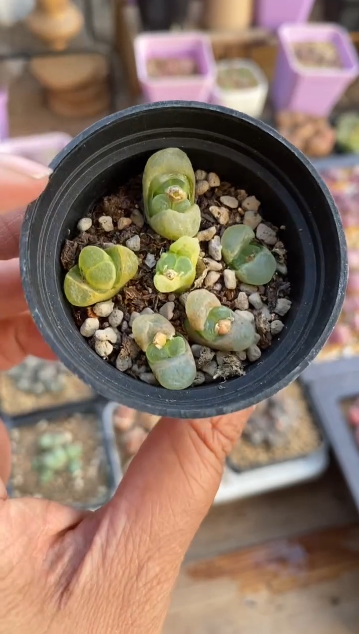 【闪购商品】8662直播一物一拍