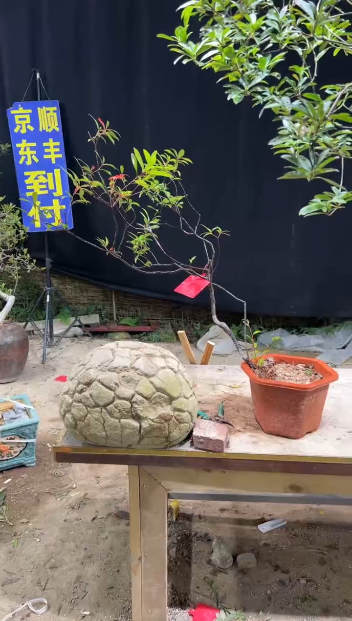 无花朵老*海岛春花