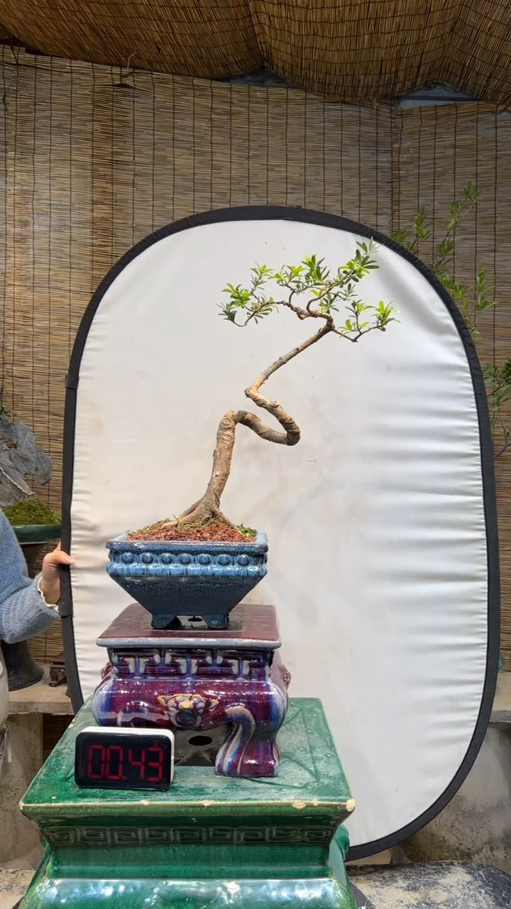 【闪购商品】盆景盆景