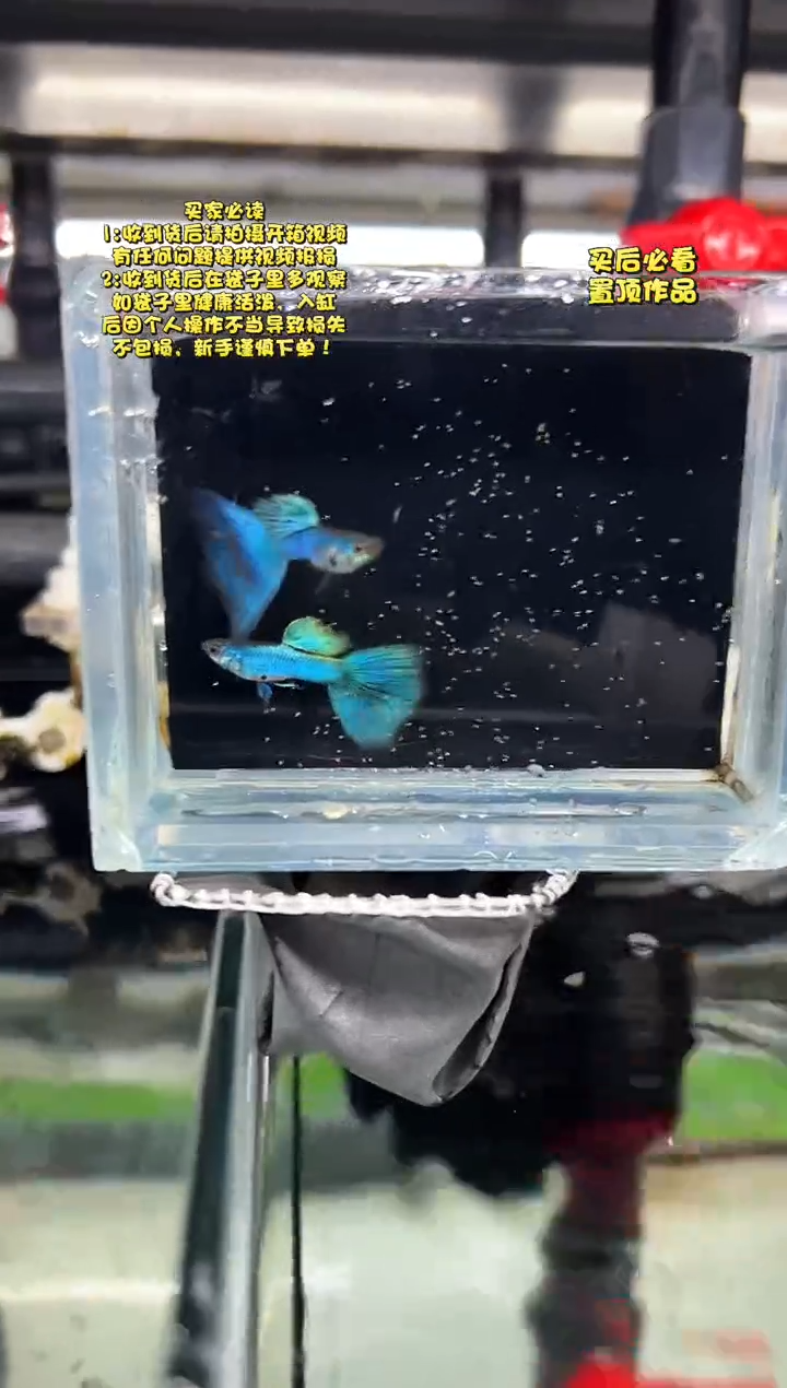 孔雀鱼无怨孔雀鱼