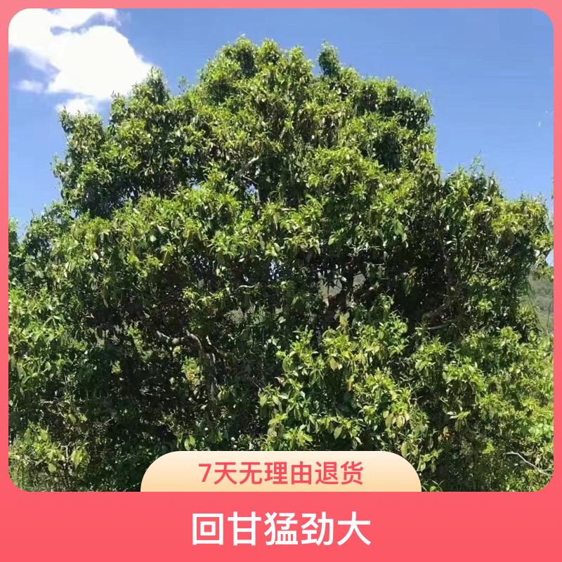 单株古树茶（口感浓.香气高扬.回甘猛劲大）