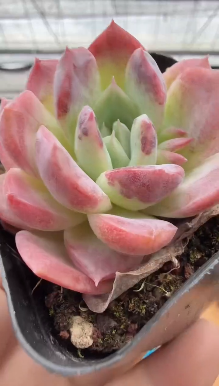 东云多肉园二店-46