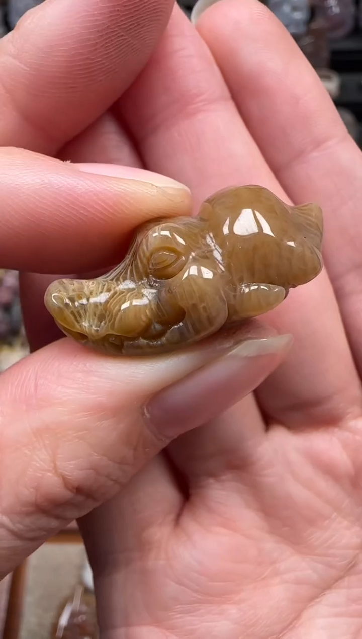 颈饰未镶嵌硅化珊瑚（珊瑚玉）848