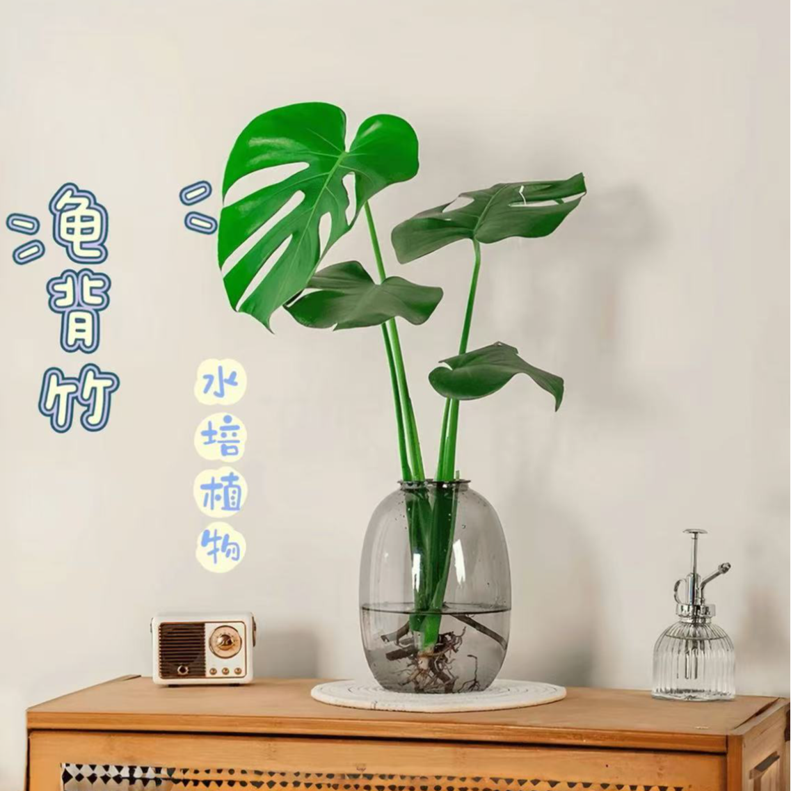 福利【40-50公分】水培龟背竹室内绿植盆栽观叶四季常绿好养护懒人