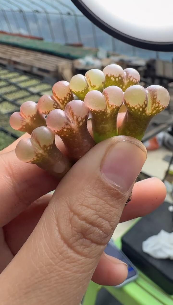 130多肉植物肉锥蔷薇少女一颗