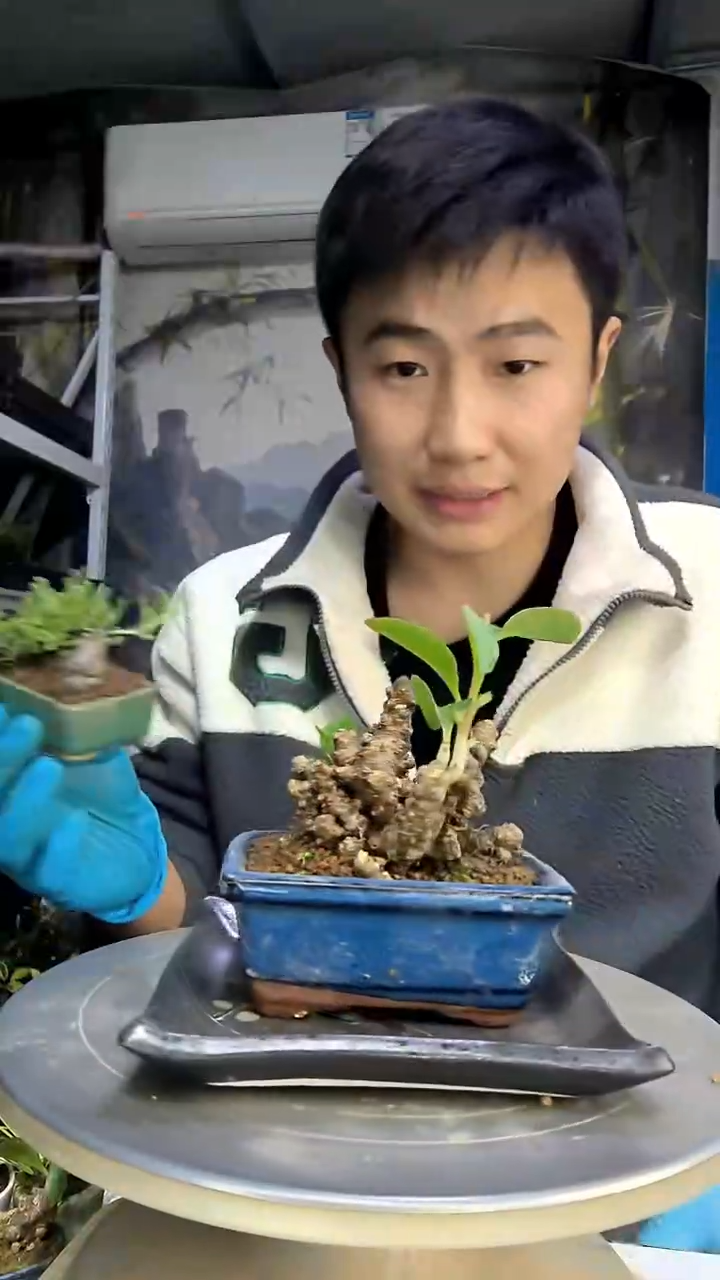 梅*中青园艺一物一拍花468