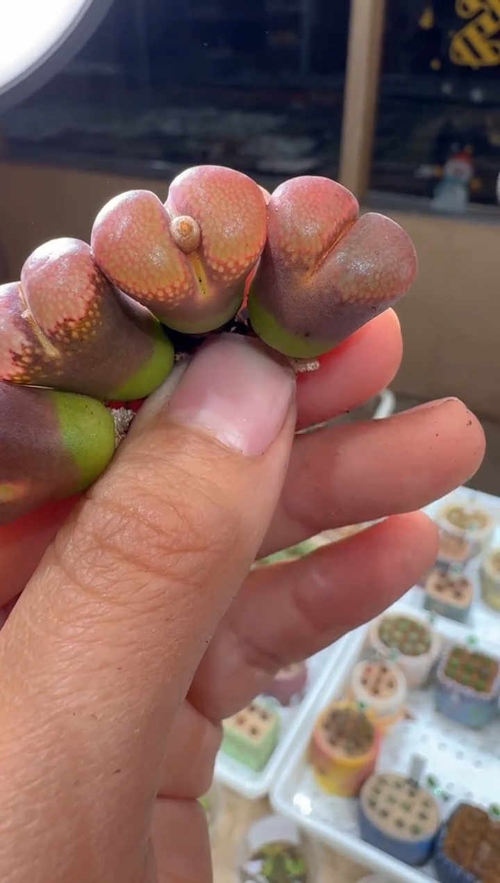 224多肉植物肉锥风铃一颗