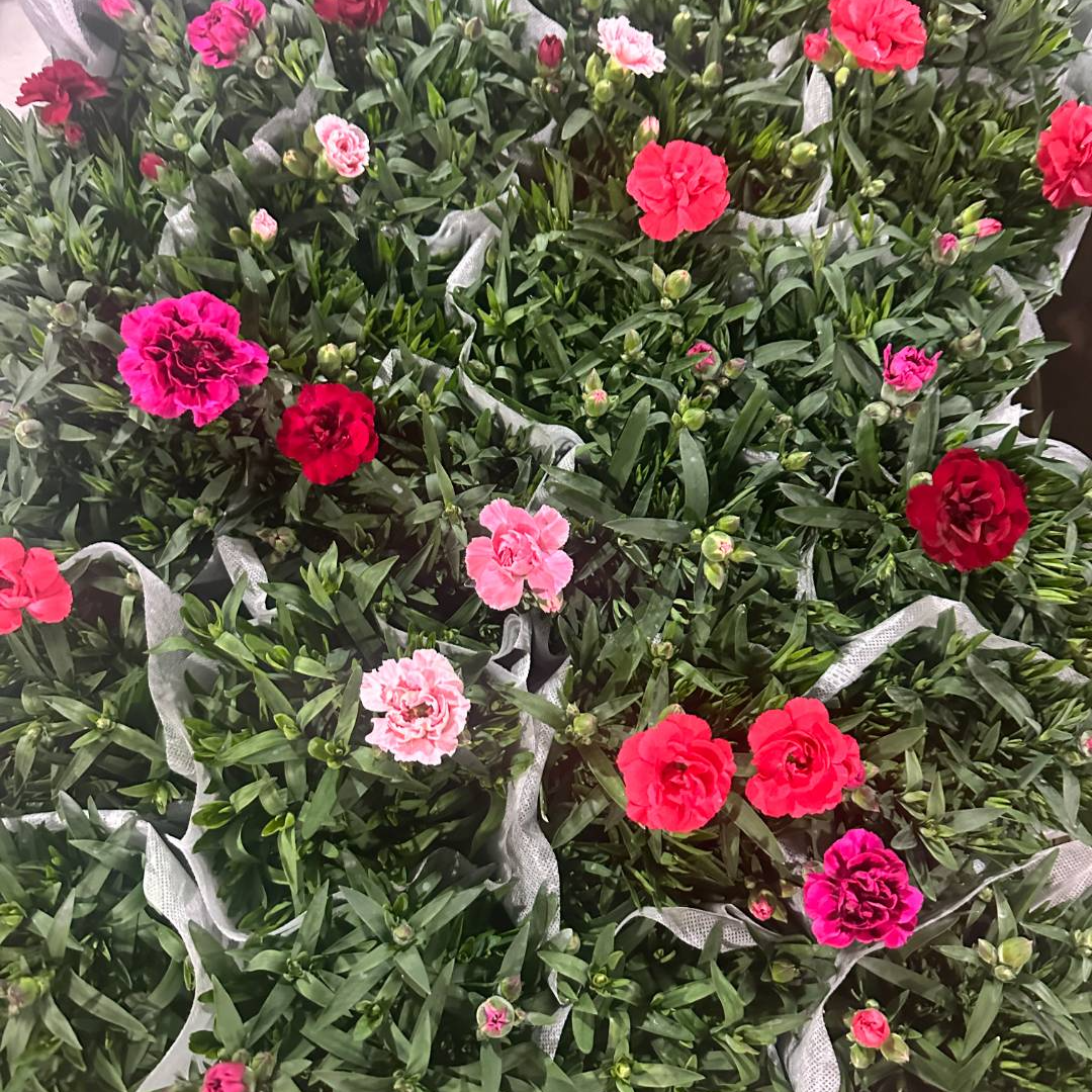 拍一发2康乃馨带花带花苞发货