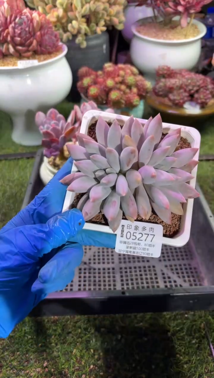 【闪购商品】05277