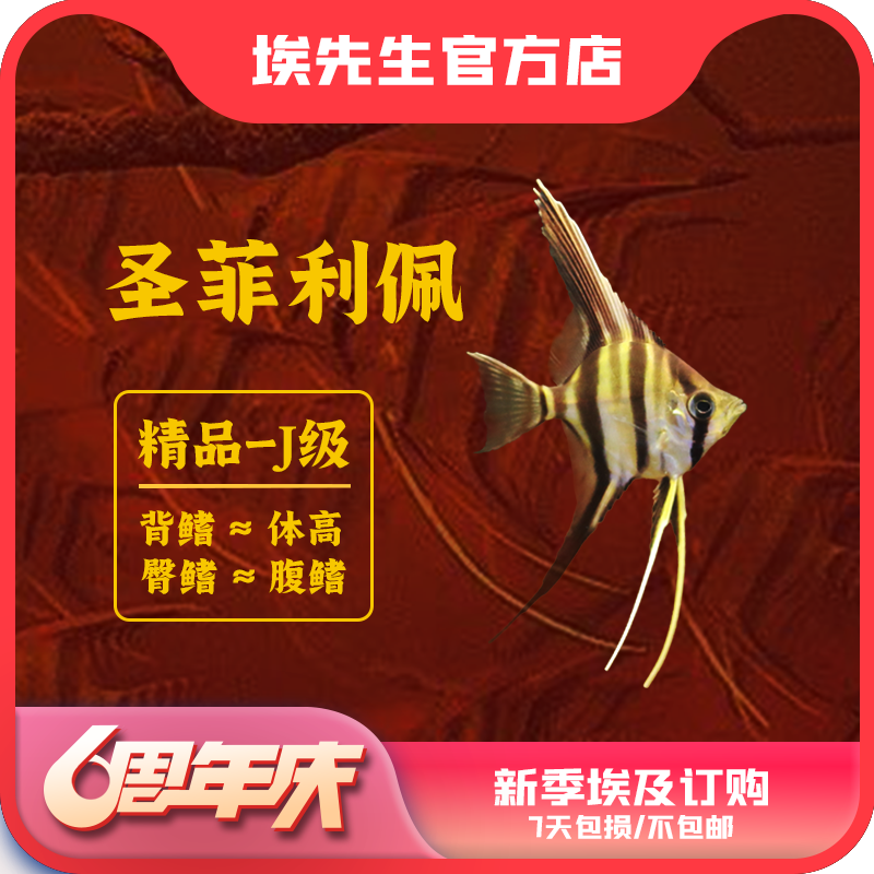 新季埃及圣菲订购6只以上点此链接指一只价格（入缸7天包损不包邮）