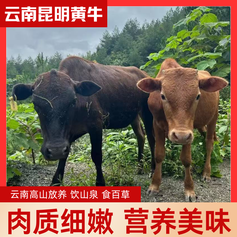 正宗农家散养土黄牛肉新鲜原切高山放养 现宰现发3斤/5斤装