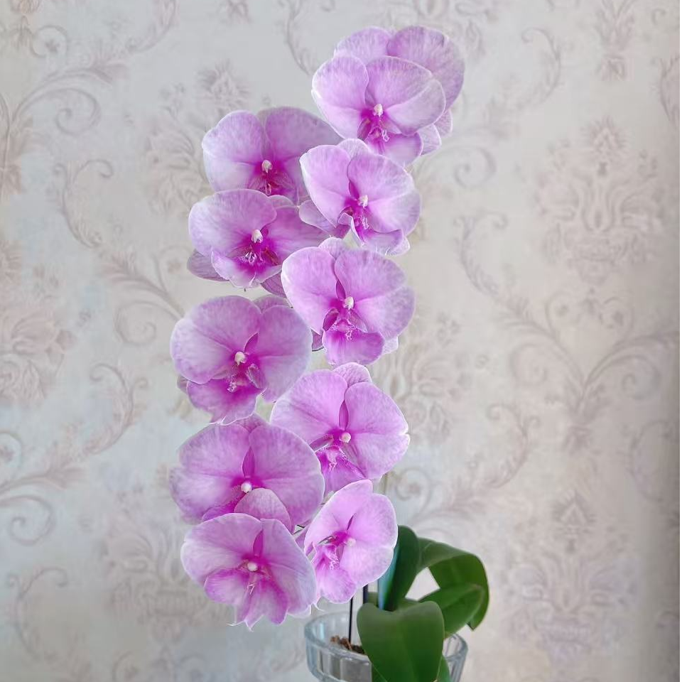 【两个花剑】 神仙颜值 大花系列 粉迷雾 蝴蝶兰 3.0寸加高杯
