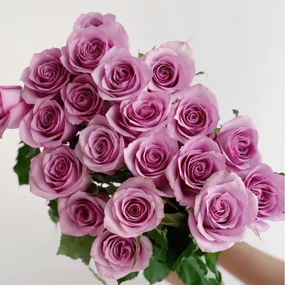 紫玫瑰一扎20支鲜花速递