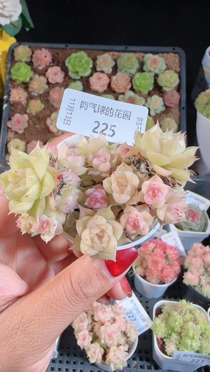 1113-225群生不包整