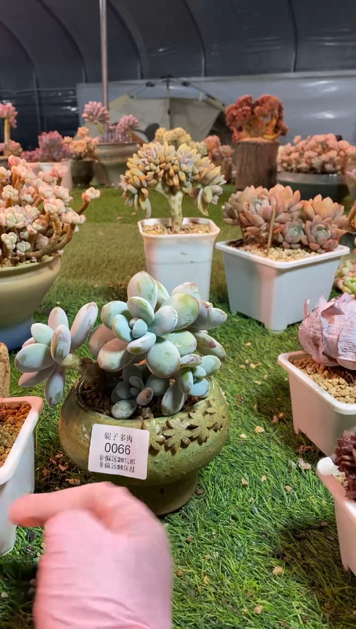 【闪购商品】0066a