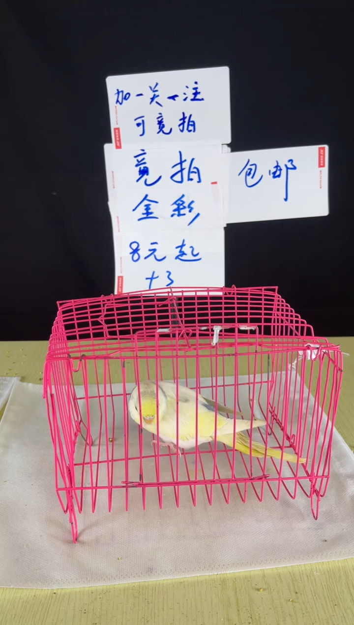 虎皮鹦鹉特色虎皮