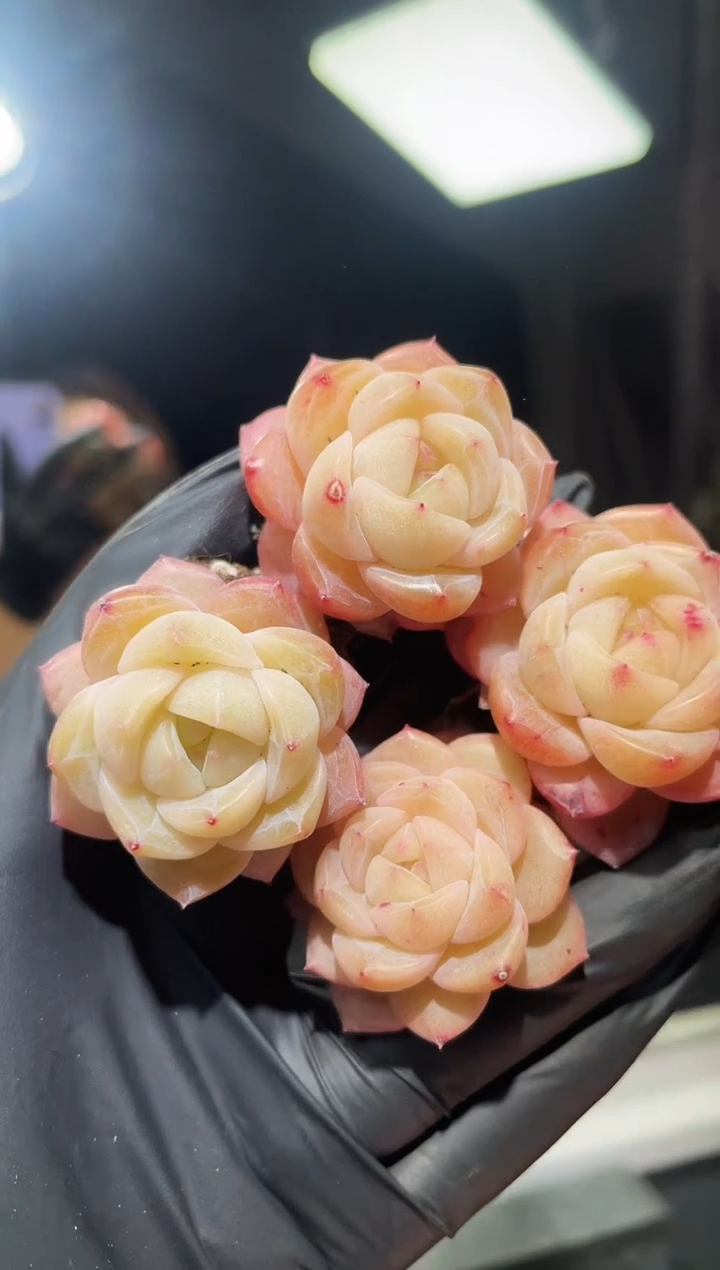 闪购744 粉珍多肉一颗   3.5-4厘米