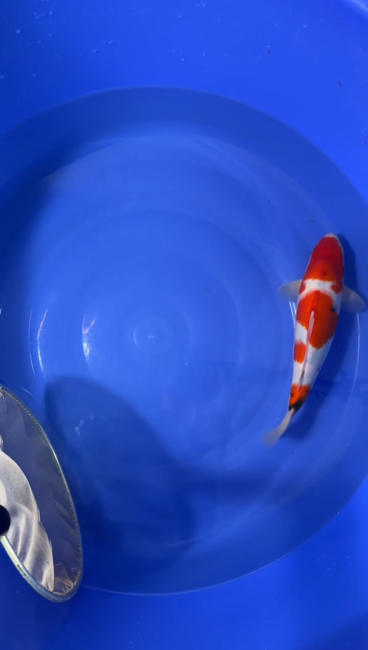 锦鲤活体二号链接