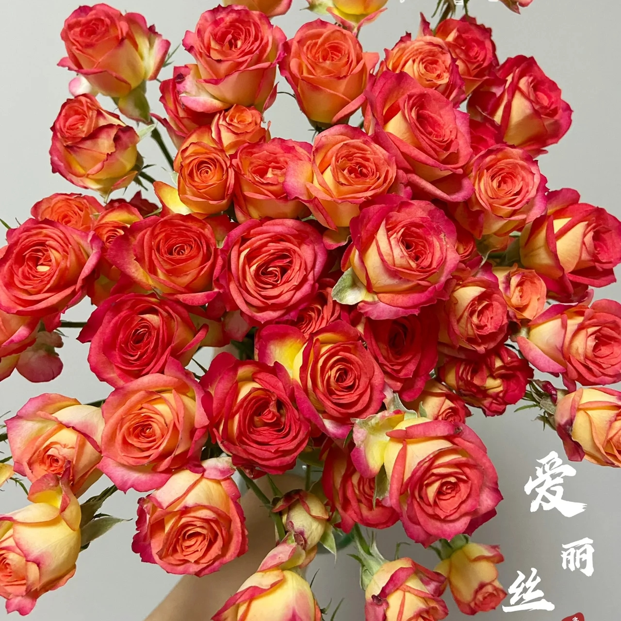 爱丽丝【多头玫瑰】适合新手养护，可做干花，花期偏长