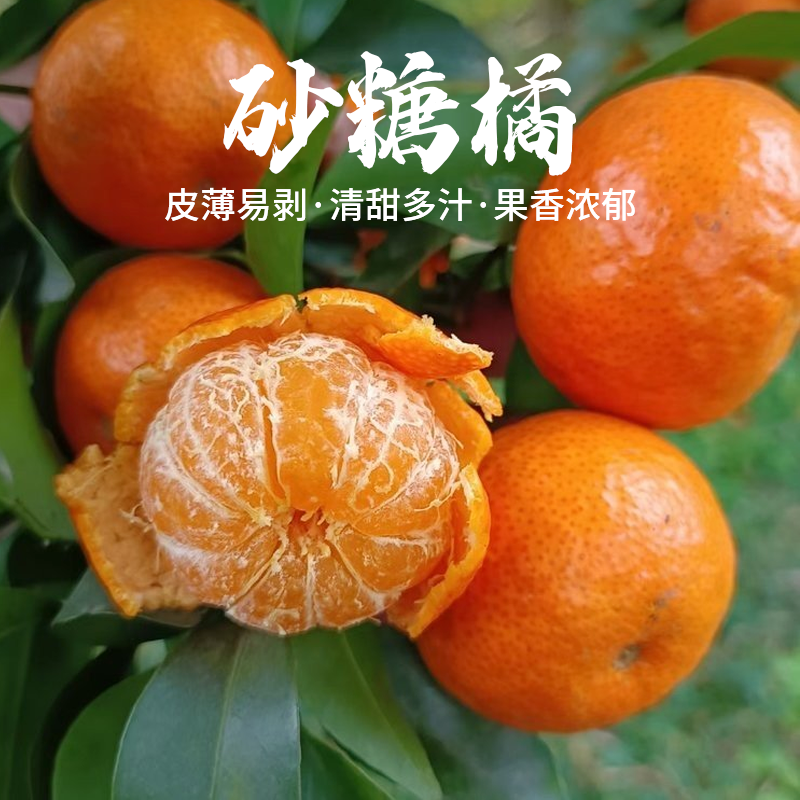 【当季新鲜】云南金秋砂糖橘 多汁甜蜜 果肉细腻 