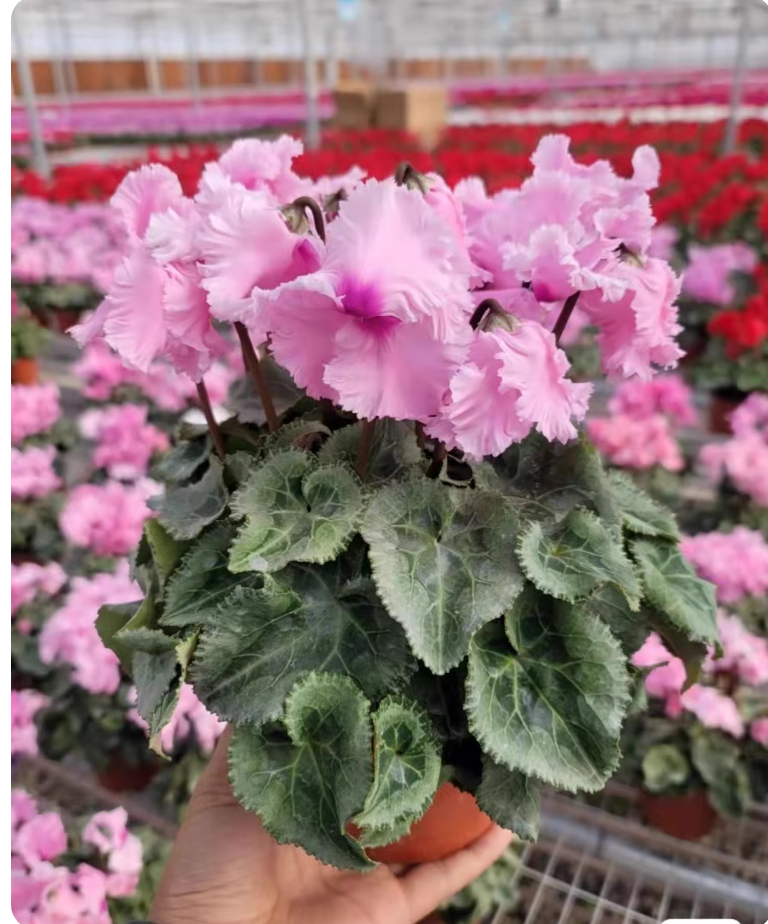 （法拉巴拉）带香味的仙仙客来四季开花好养球根植（不换盆）