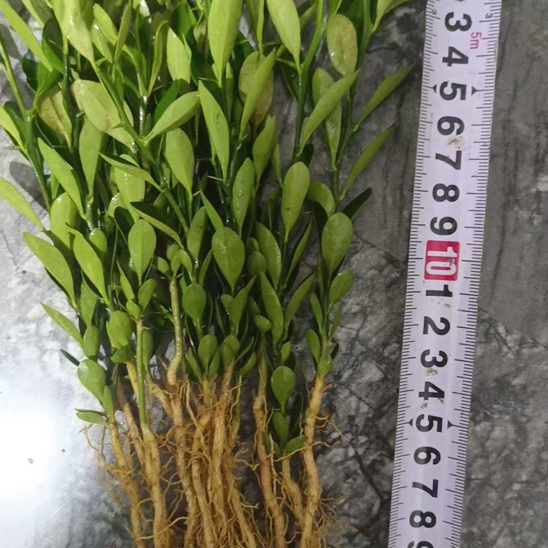 小山桔人工籽播苗
