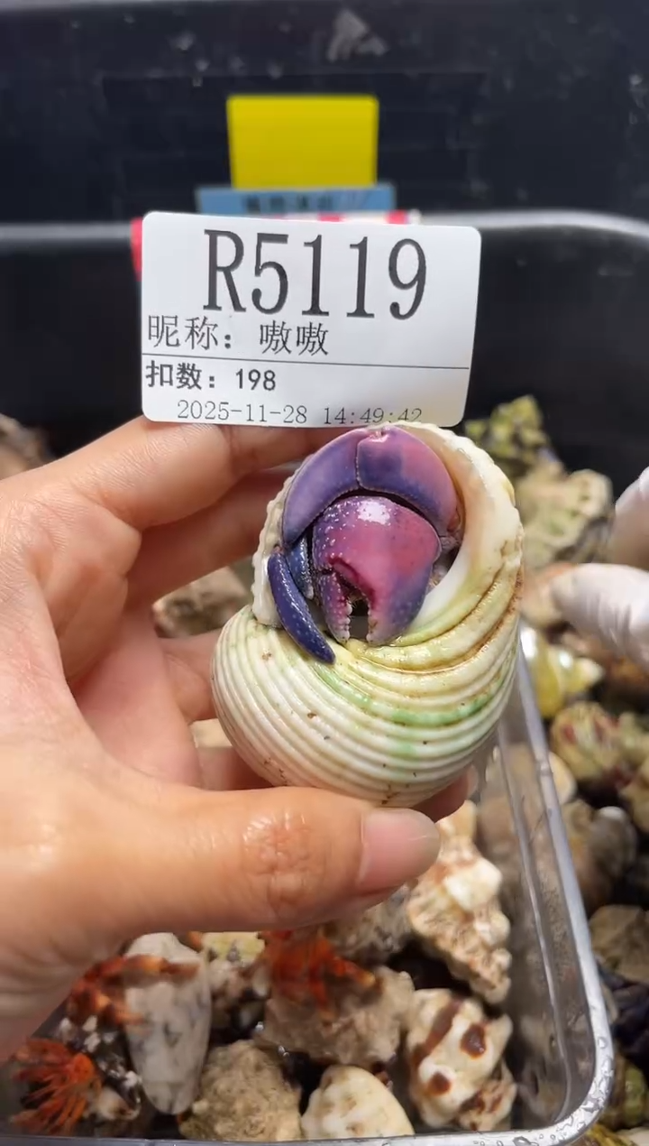 嗷*陌派帝国寄居蟹5119