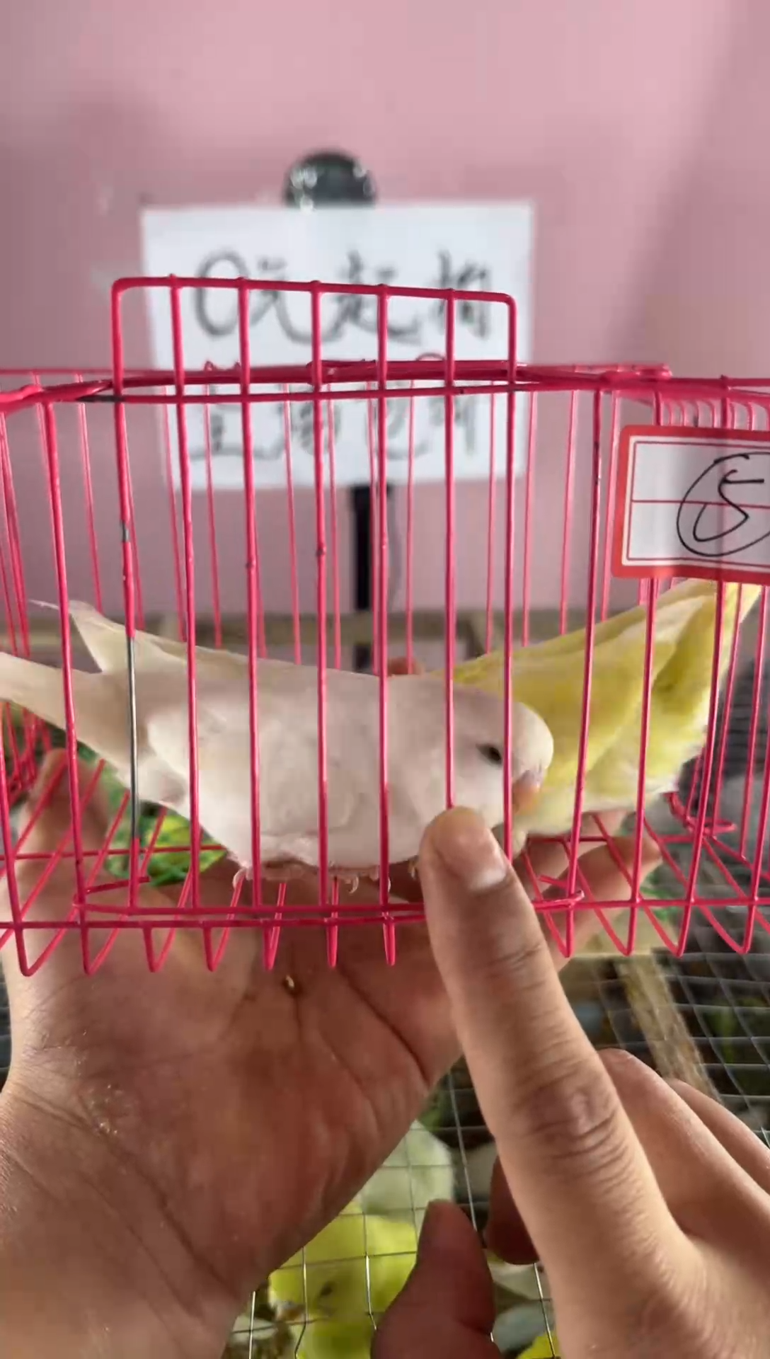 虎皮鹦鹉虎皮鹦鹉