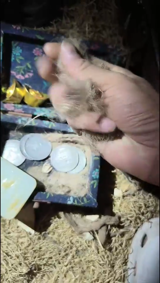 香榧木（1个开封花多小盒子2号）