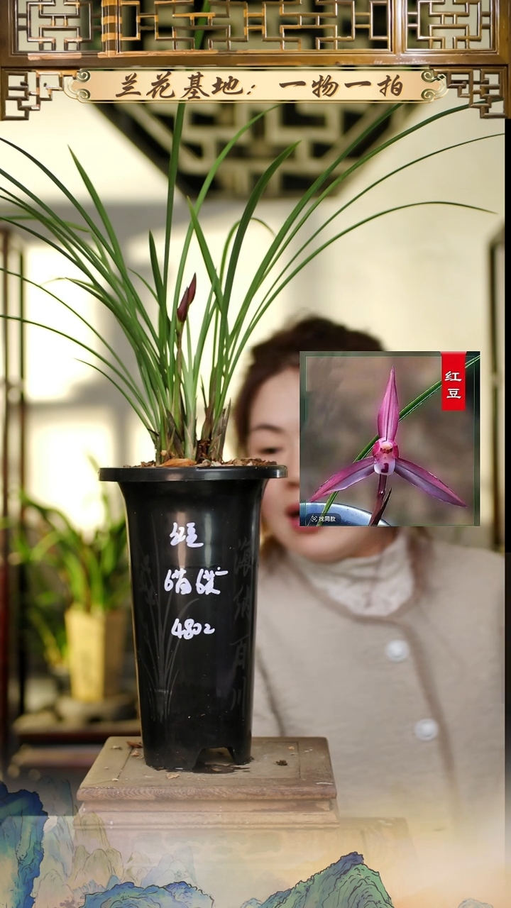 全部花苞红豆6苗6花苞