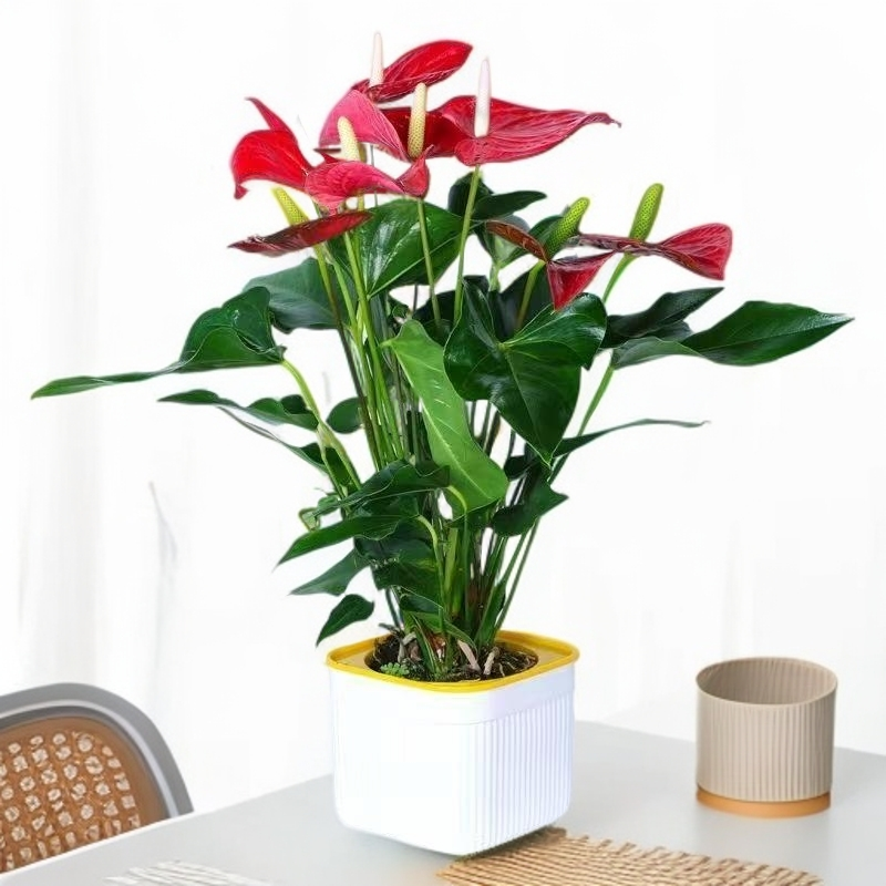 A级精品水土培红掌盆栽风顺花卉植物室内好养绿植四季开花客厅珊