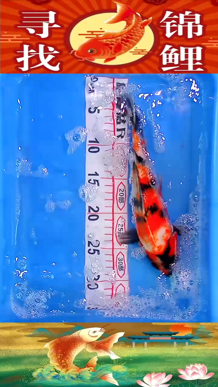 海水鱼精品冷水黄金鱼纯种观赏锦鲤鱼好养耐活28